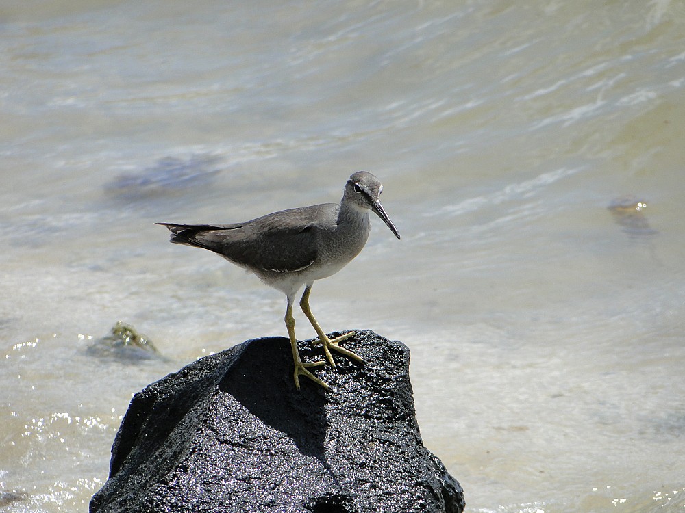 Alaskavandresnipe