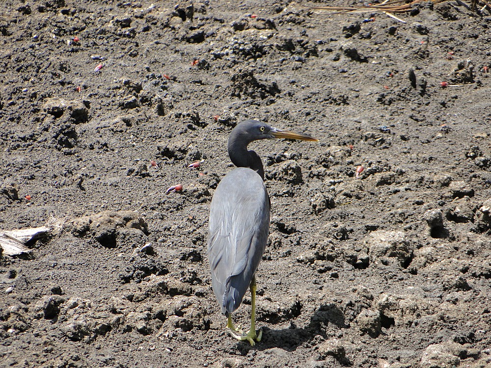 Pacific Reef-Heron