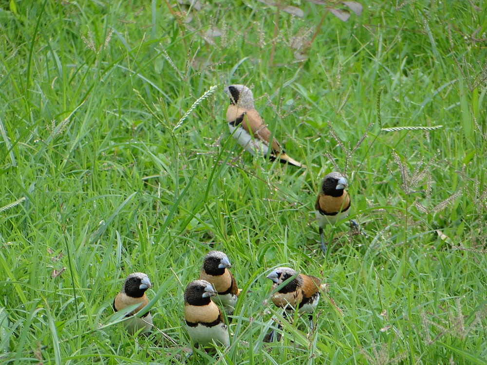 Chestnut-breasted Munia