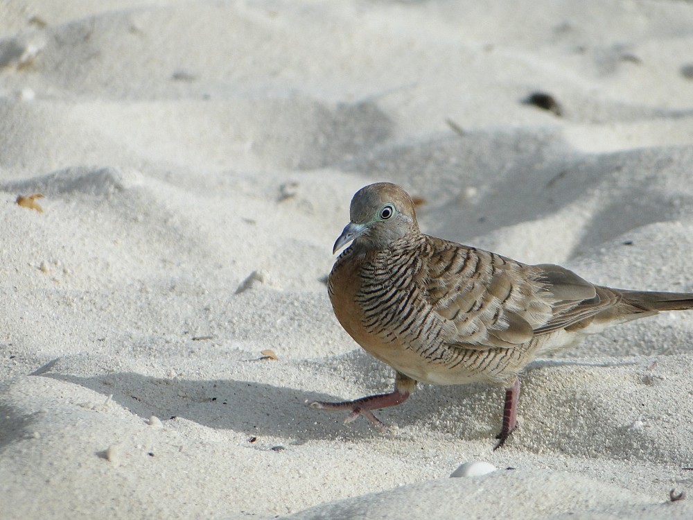 Zebra Dove