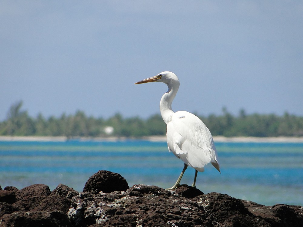 Great Egret