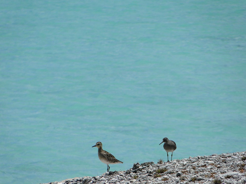 Pacific Golden-Plover