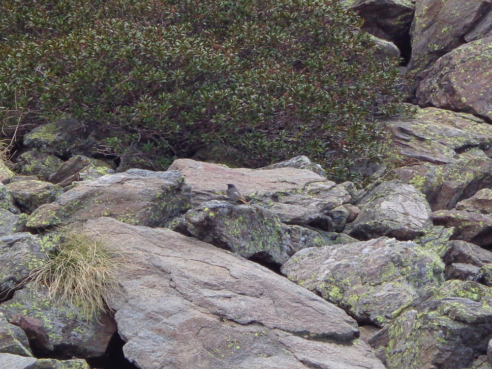 Black Redstart