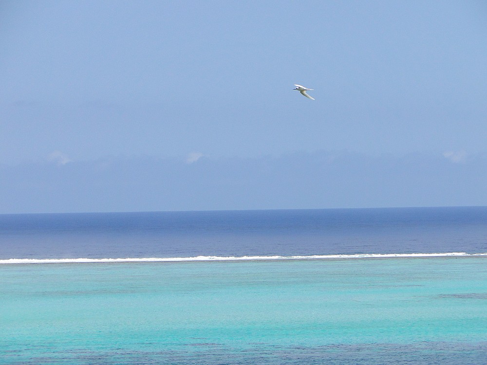 White Tern