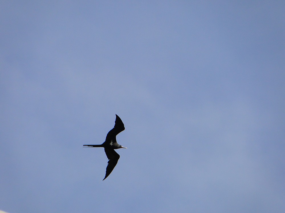 Lesser Frigatebird