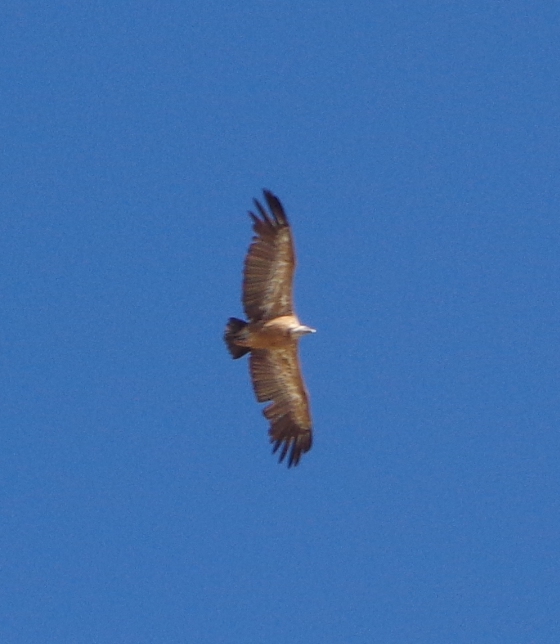 Eurasian Griffon