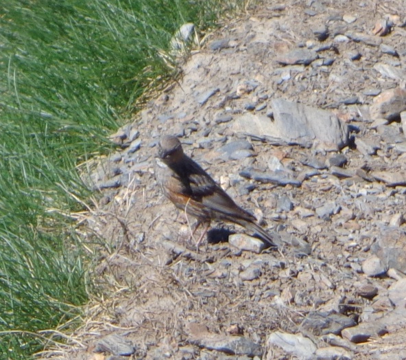 Alpine Accentor