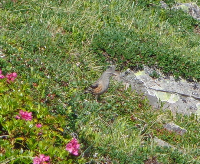 Alpine Accentor