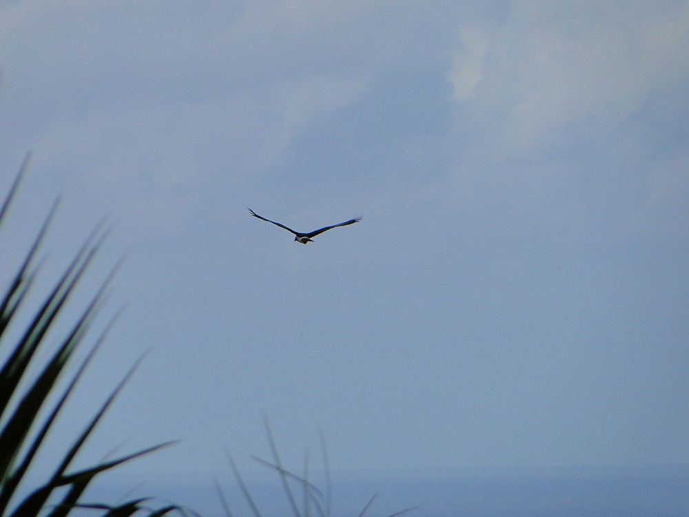 Raiatea (Polinésia Francesa)