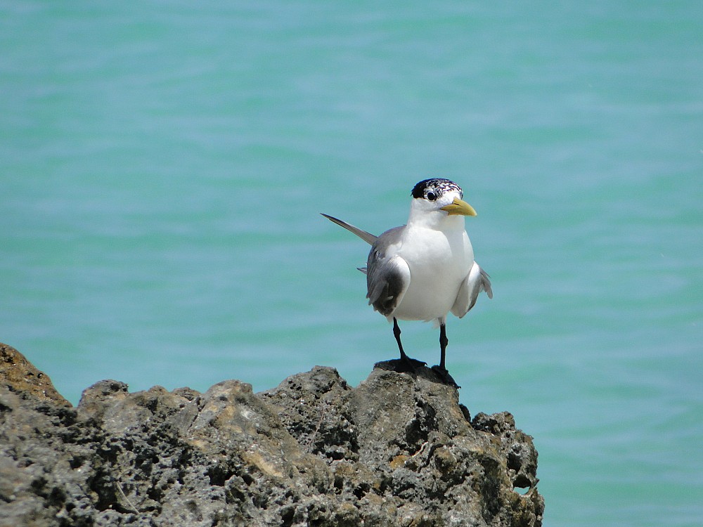 Great Crested Tern