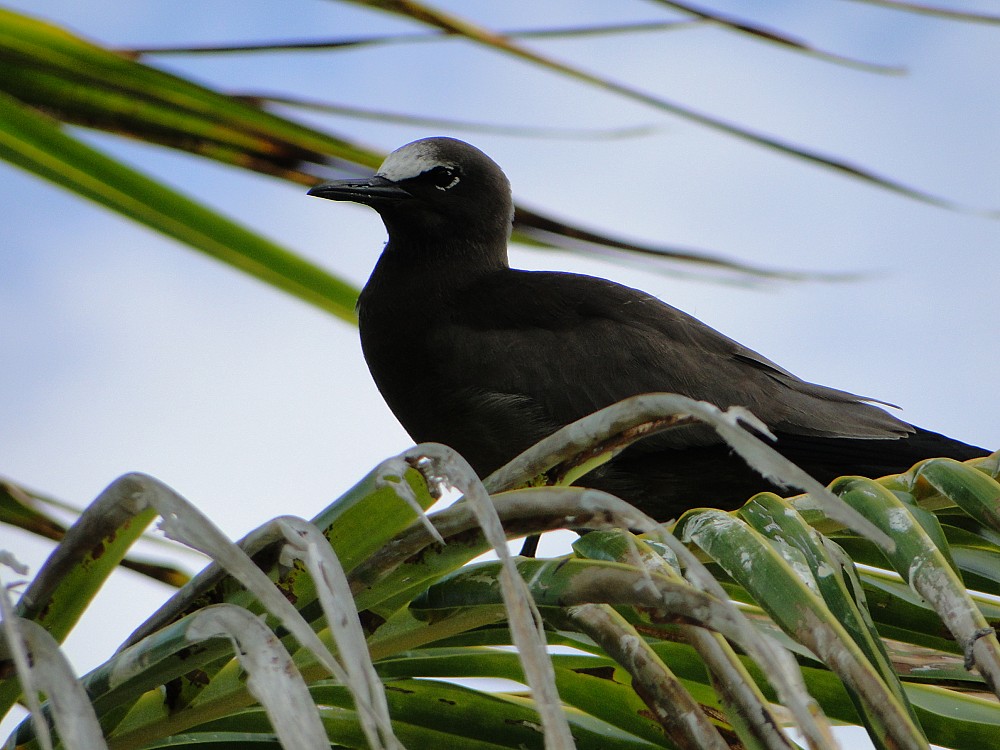 Brown Noddy