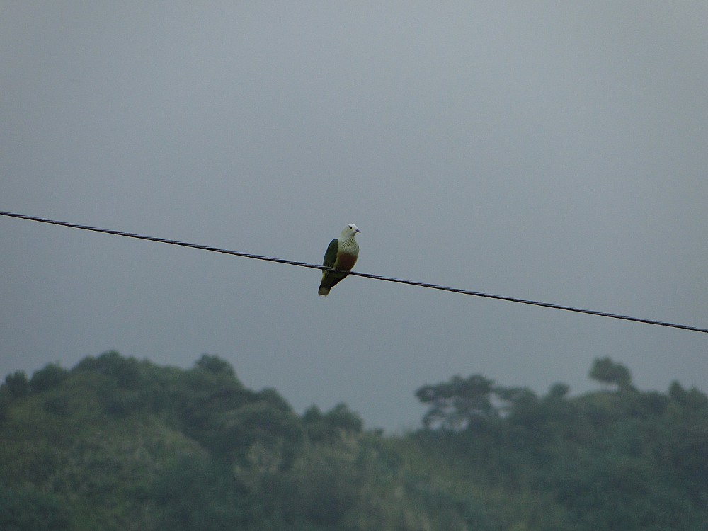 White-capped Fruit-Dove