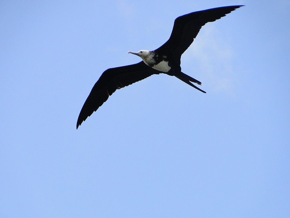 Lesser Frigatebird