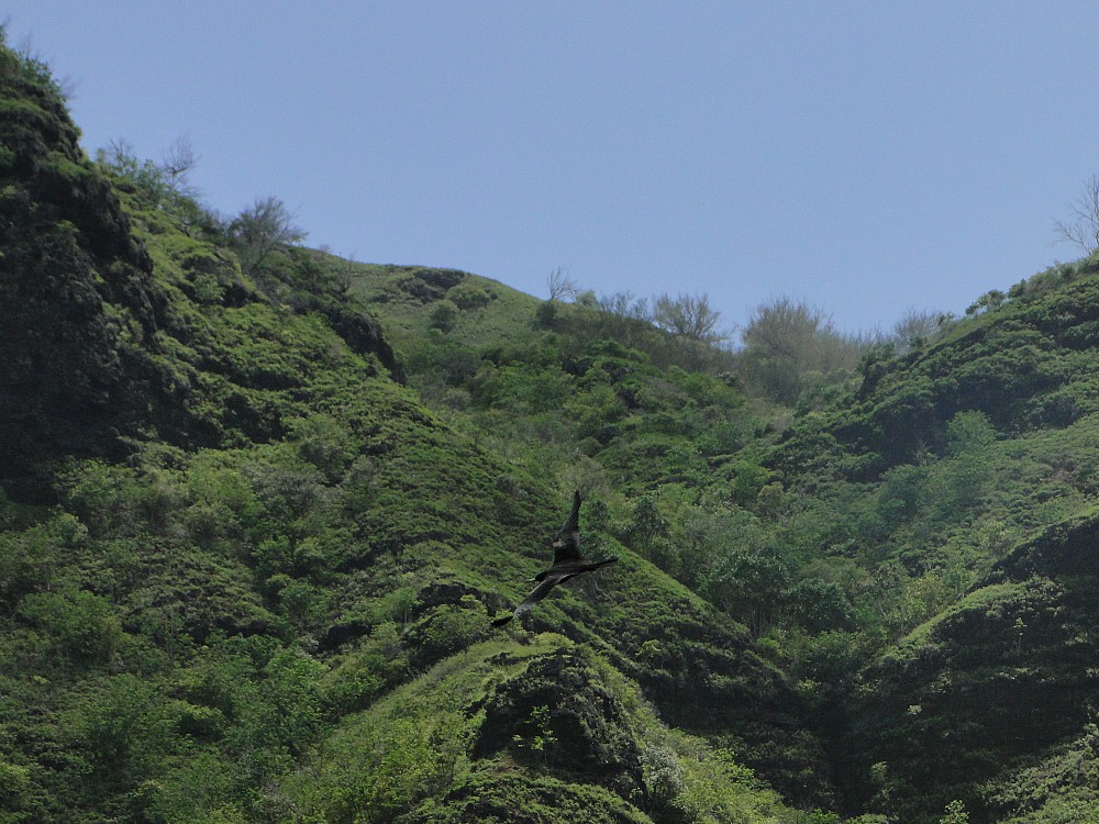 Lesser Frigatebird