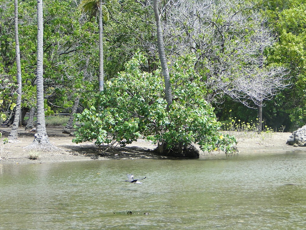 Lesser Frigatebird