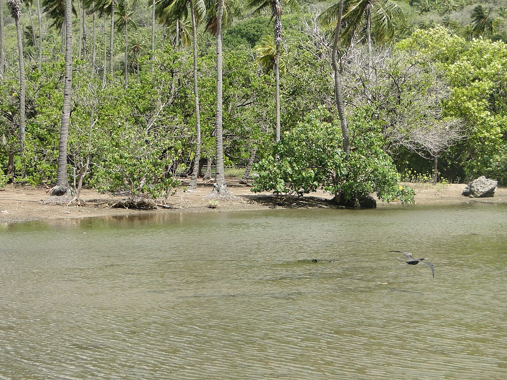 Lesser Frigatebird