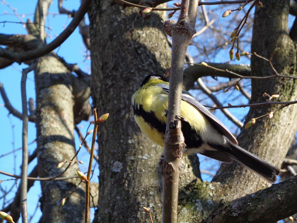 Great Tit