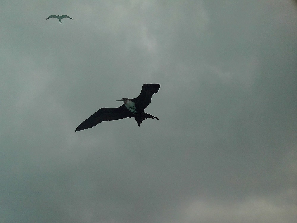 Lesser Frigatebird