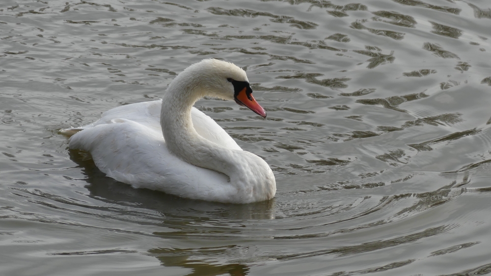 Cygne tuberculé