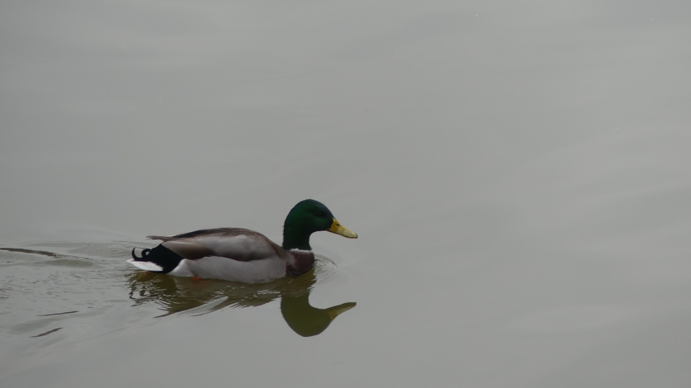 Mallard