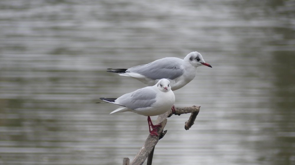 Black-headed Gull