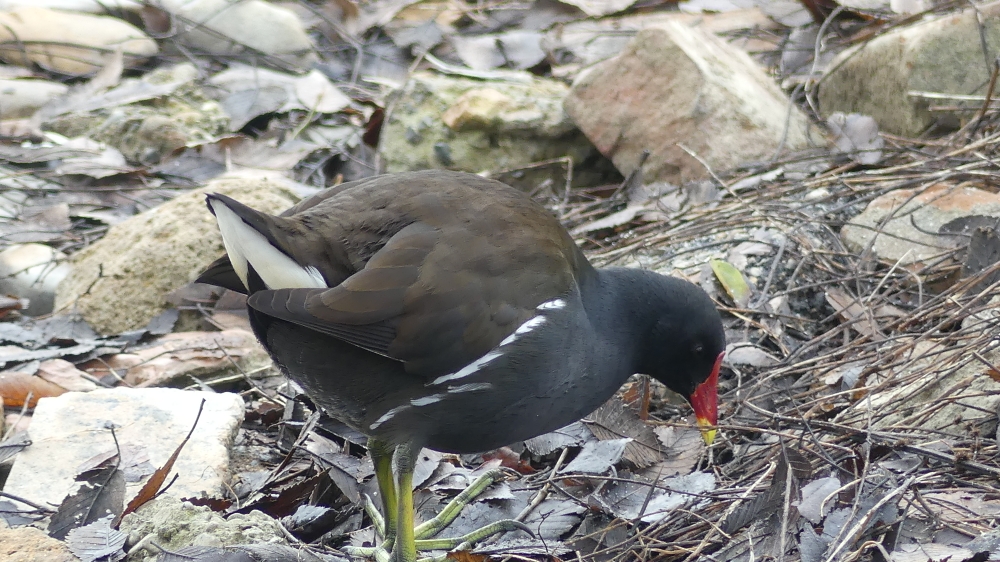 Eurasian Moorhen