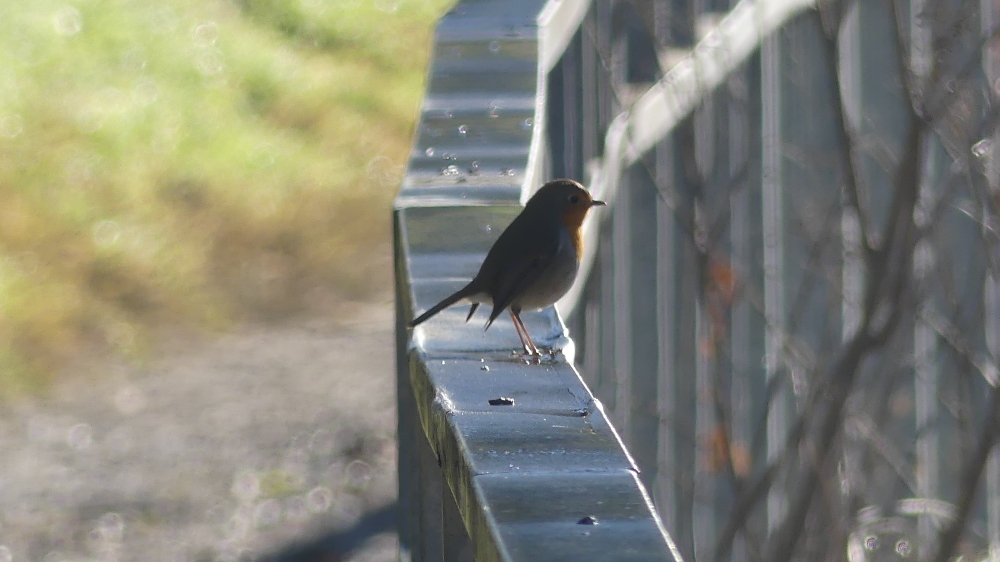 European Robin