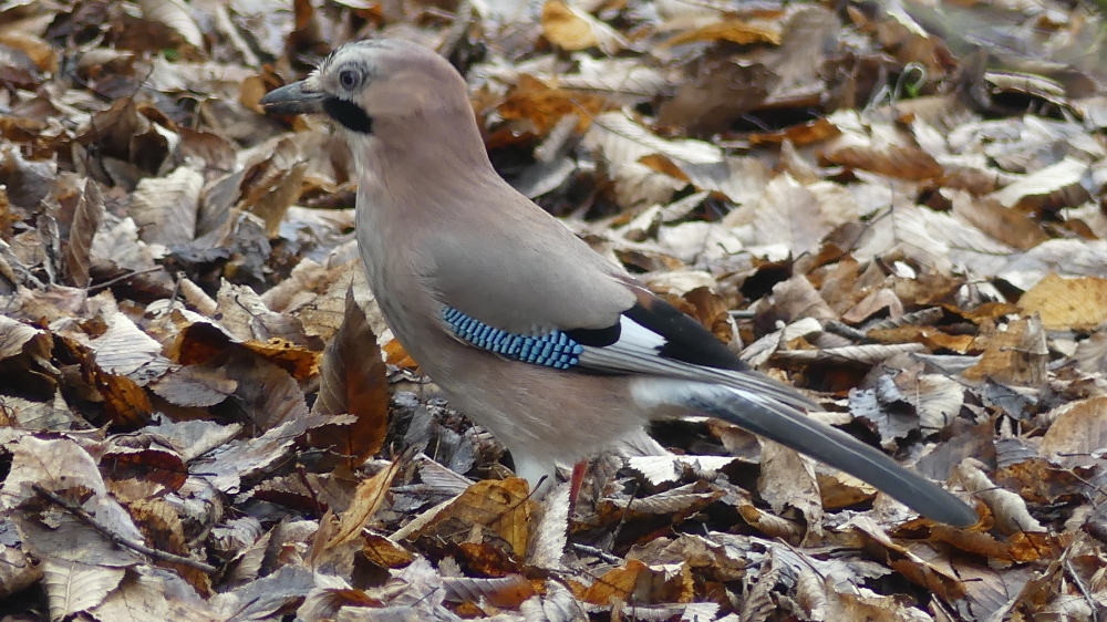 Eurasian Jay