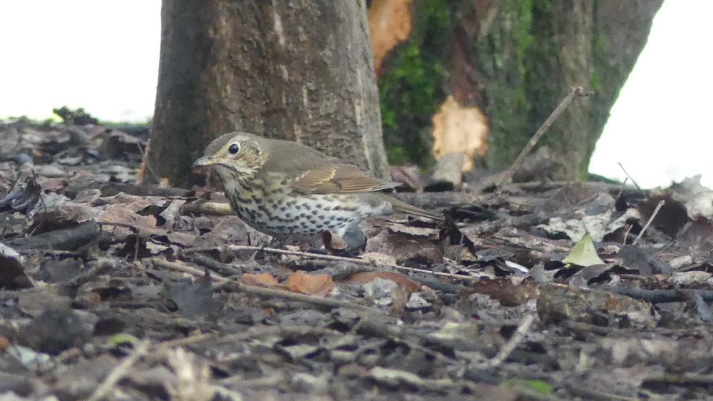 Song Thrush