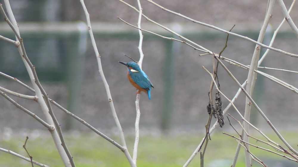 Common Kingfisher