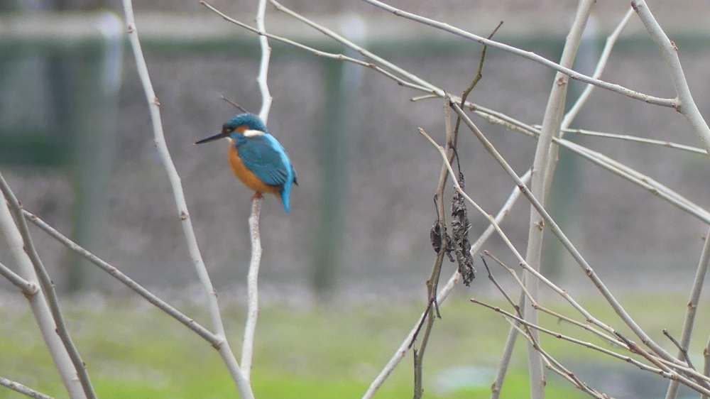 Common Kingfisher