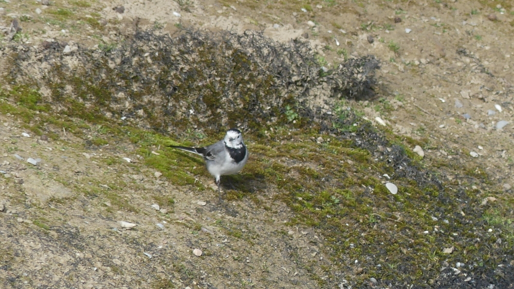 Lavandera Blanca