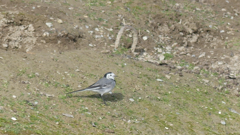 Lavandera Blanca