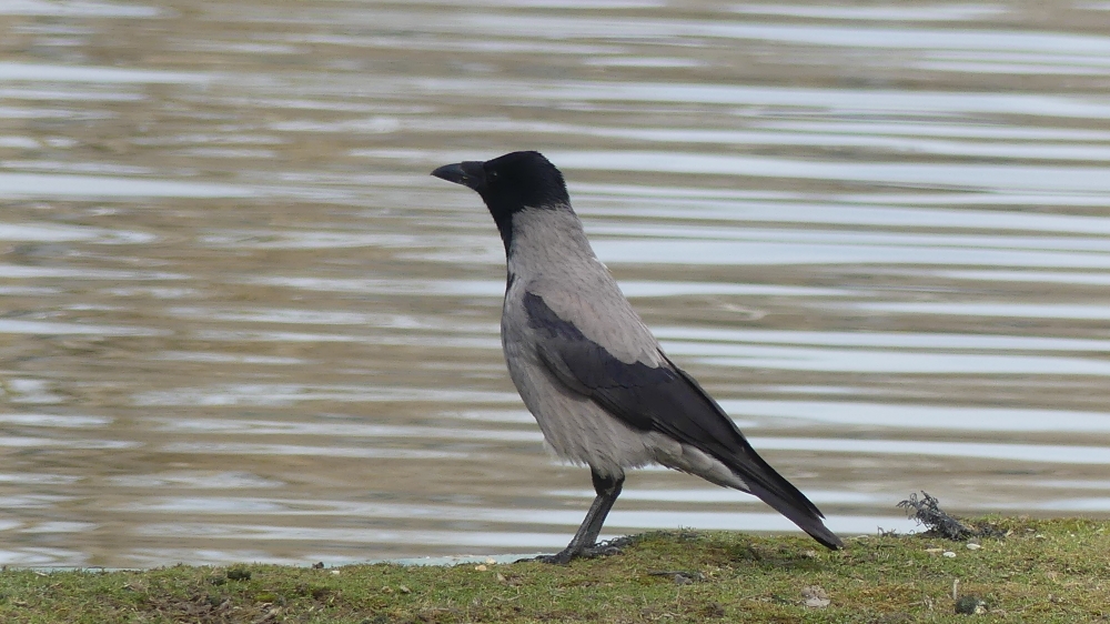 Hooded Crow