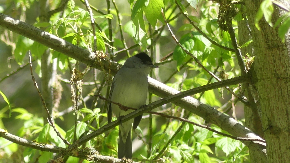 Curruca Capirotada