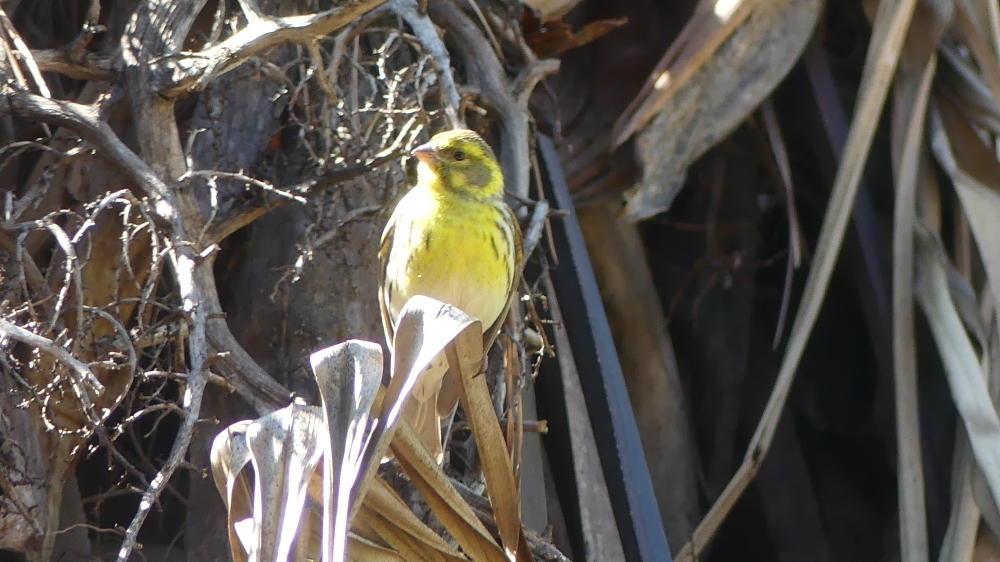 European Serin