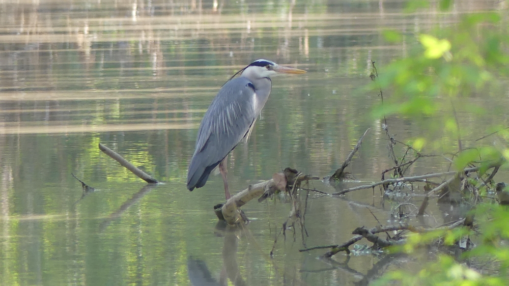 Gray Heron