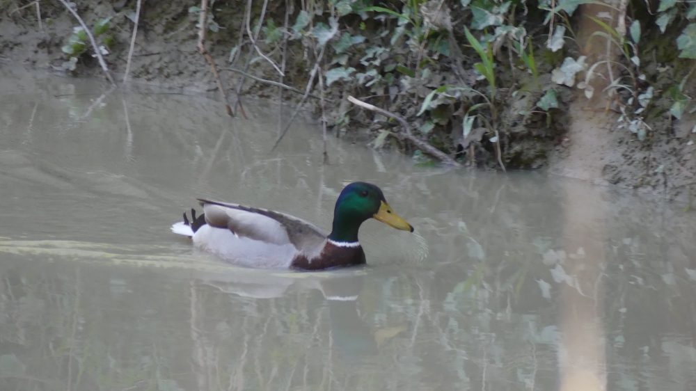 Mallard