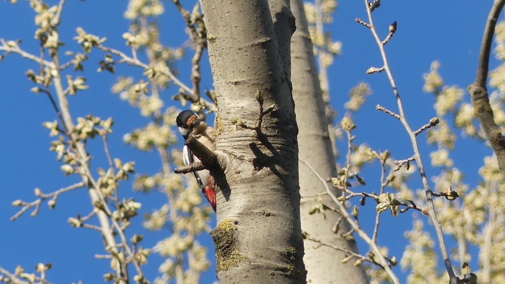 Great Spotted Woodpecker