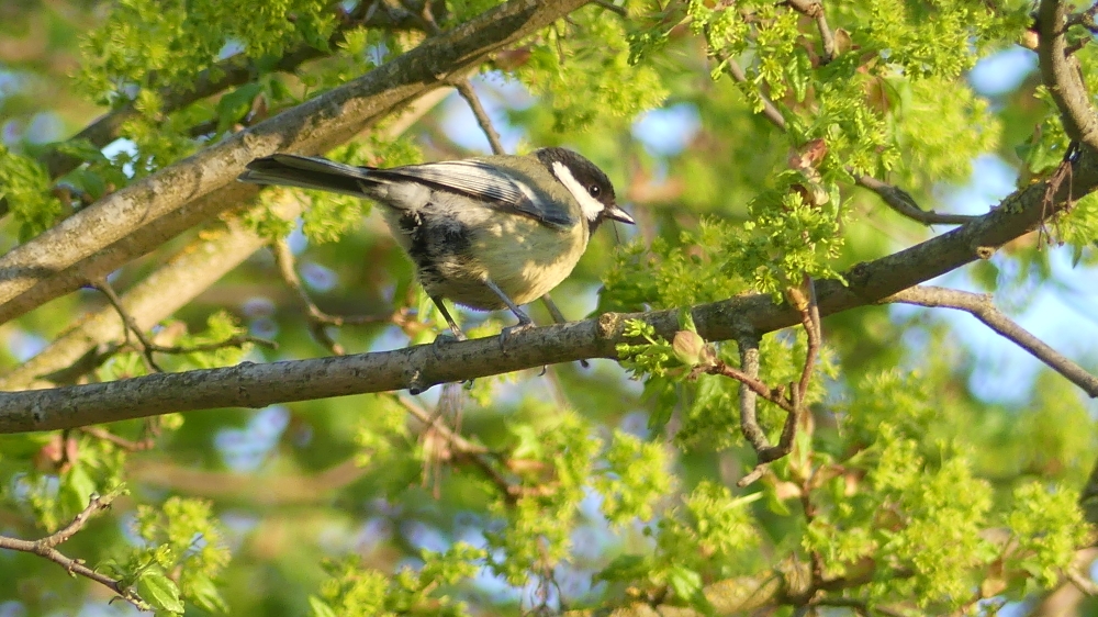 Mésange charbonnière