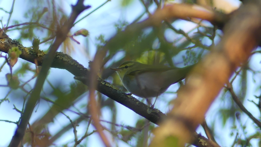 Wood Warbler