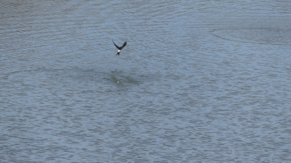 Common House-Martin