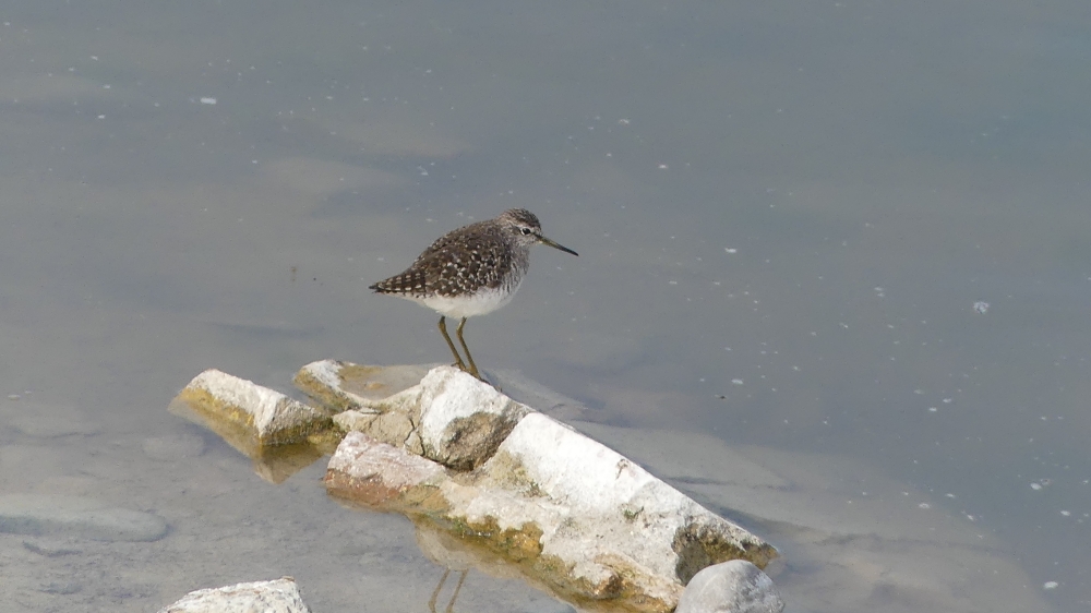 Bruchwasserläufer