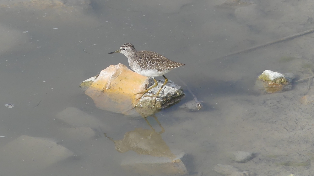 Wood Sandpiper