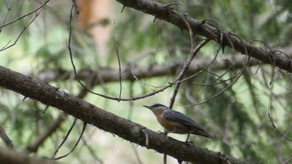 Eurasian Nuthatch