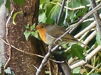 European Robin