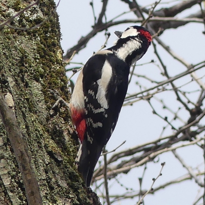 Great Spotted Woodpecker