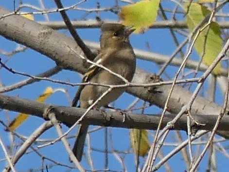 Common Chaffinch