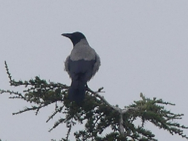 Corneja Cenicienta