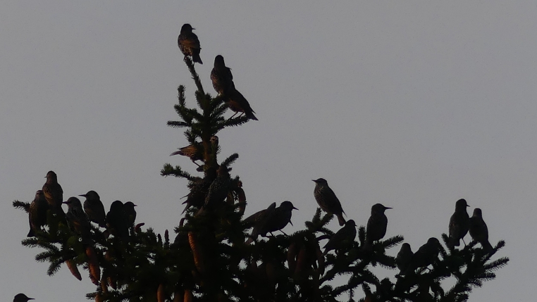 European Starling